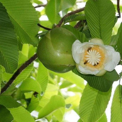 Corofitam Elephant Apple Plant(Hybrid, Pack of 1)