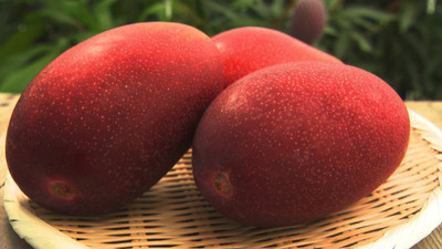 rimardmistu Mango Plant(Hybrid, Pack of 1)
