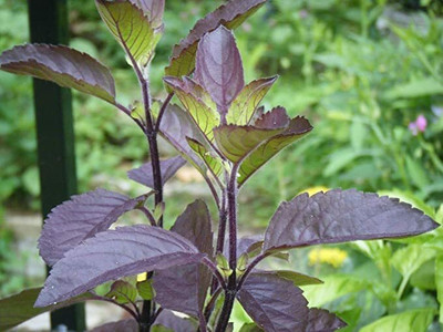 Aywal Rama Tulsi Seed(20 per packet)