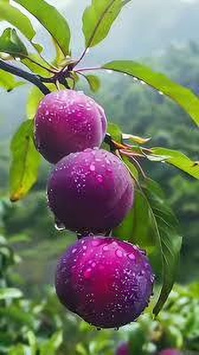 china aaplle Apple Plant(Hybrid, Pack of 1)