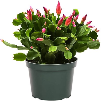 AloGardening Christmas Cactus Plant(Hybrid, Pack of 1)