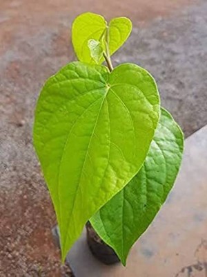 Cloud Farm Betal Leaf Plant(Hybrid, Pack of 1)