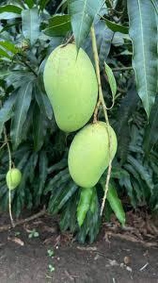 Shree krishna bhander Mango Plant(Hybrid, Pack of 1)