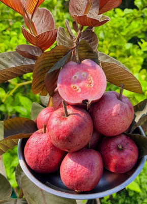 Mohomaya Guava Plant(Hybrid, Pack of 1)