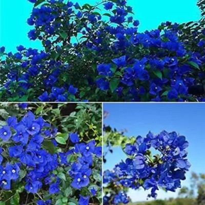 KS TRADERS Bougainvillea Plant(Hybrid, Pack of 1)