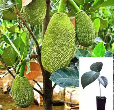 Leafyjoy Jackfruit Plant(Hybrid, Pack of 1)