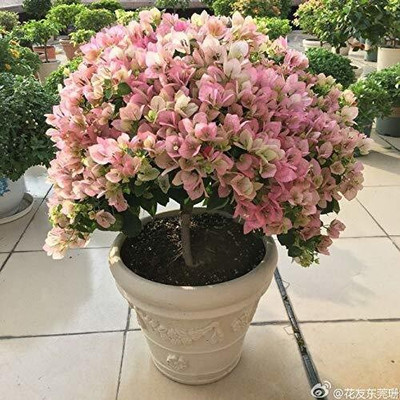 PB honey priya plant Baugainvillea Plant(Hybrid, Pack of 1)