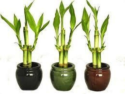 KrishnaNursery Boxwood Plant(Hybrid, Pack of 1)