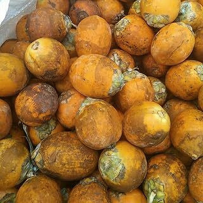 MAITRA AND SONS Betel Nut/Supari Plant(Hybrid, Pack of 1)
