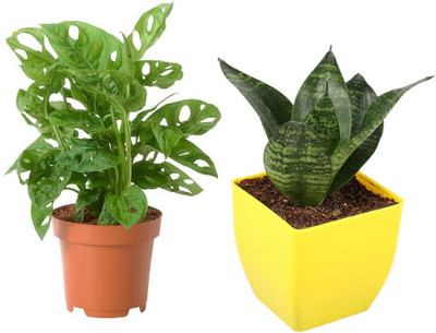 AVR Happiness inhouse Moonstone Succulent Plant(Pack of 2)