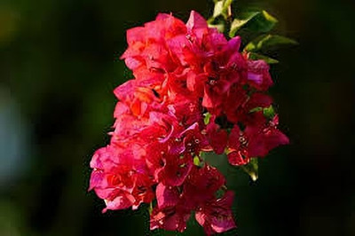 ZOOMGREEN Baugainvillea Plant(Hybrid, Pack of 1)