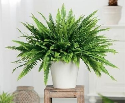 maa sitala store Fern Plant(Hybrid, Pack of 1)