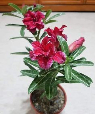 LeafLinkPlants Adenium Plant(Hybrid, Pack of 1)