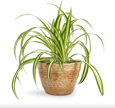 GLOBQRO Spider Plant(Hybrid, Pack of 1)