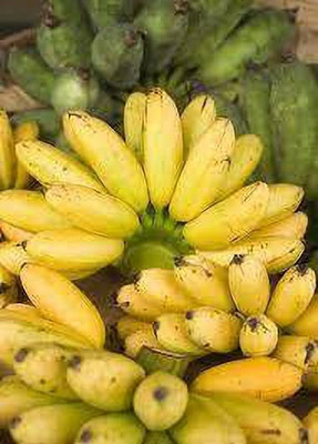 YourPlant Banana Plant(Hybrid, Pack of 1)
