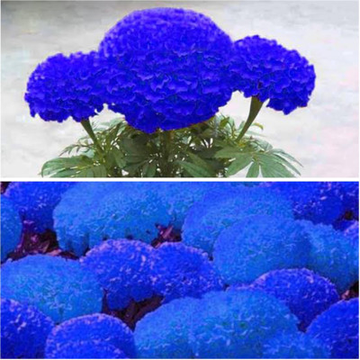 Cloud Farm Marigold Plant(Hybrid, Pack of 1)