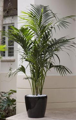 rimi Areca Plam(Hybrid, Pack of 1)