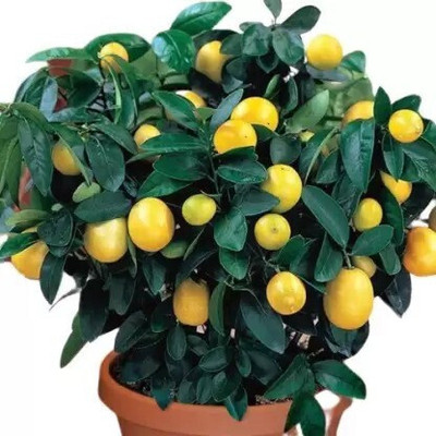 KUMUBON Lemon Plant(Hybrid, Pack of 1)