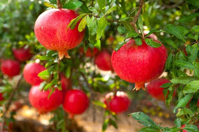 APOSOLUARD Pomegranate Plant(Hybrid, Pack of 1)