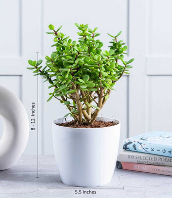 LeafLinkPlants Jade Plant(Hybrid, Pack of 1)