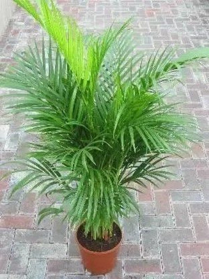 Bakuchi Areca Palm(Hybrid, Pack of 1)