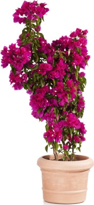 Global Mart Plant Bougainvillea Plant(Hybrid, Pack of 1)