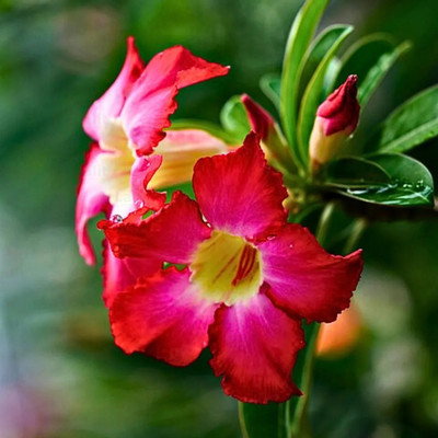 FloraFusion Adenium Plant(Hybrid, Pack of 1)