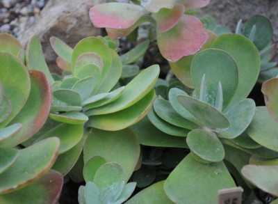 EliteGreen Kalanchoe Plant(Hybrid, Pack of 1)