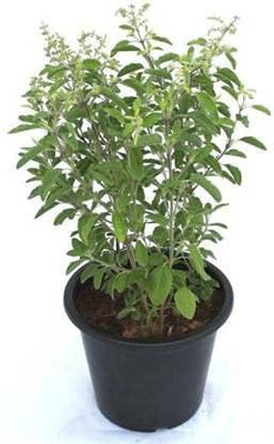 Aywal Tulsi Herb Green Seed(80 per packet)