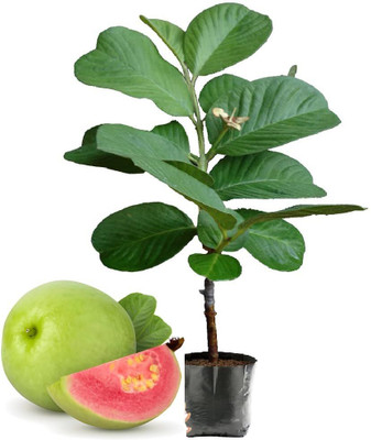 DOOR TO GARDEN Guava Plant  sapling(Hybrid, Pack of 1)