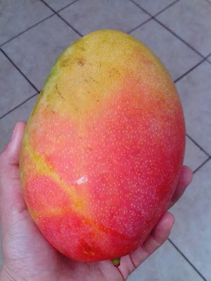 Cloud Farm Mango Plant(Hybrid, Pack of 1)