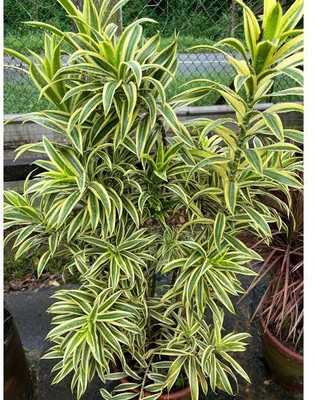 MATARANURSERY Song Of India Plant(Hybrid, Pack of 1)