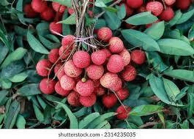 hybrid thai lichi Litchi Plant(Hybrid, Pack of 1)