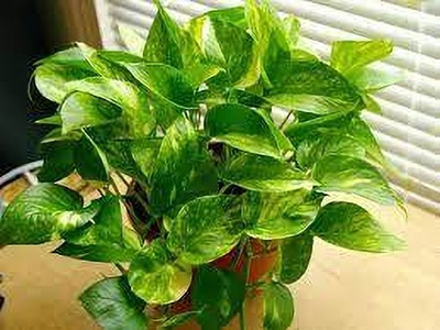 ABEFARIYA Money Plant(Hybrid, Pack of 1)