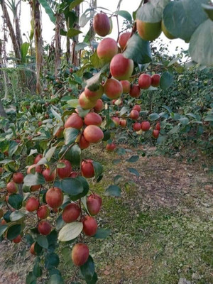 My Dream Nursery Ber Apple Plant(Hybrid, Pack of 1)