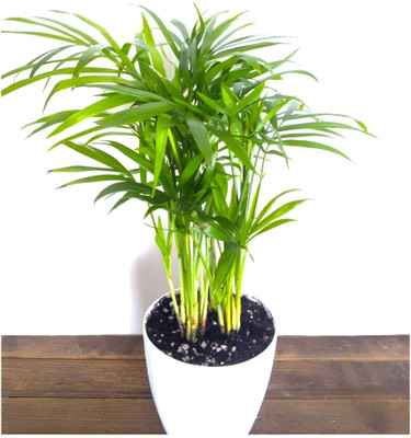 Cloud Farm Areca Palm(Hybrid, Pack of 1)