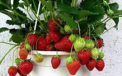 BREEZY BLOOMS Strawberry Plant(Hybrid, Pack of 1)