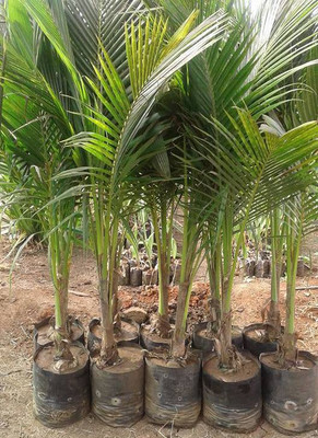 NDS Coconut Plant(Pack of 1)