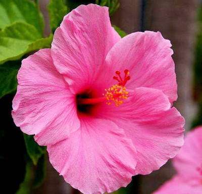 ABC Hibiscus Plant(Hybrid, Pack of 1)