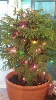 Agacha Christmas Tree Plant(Hybrid, Pack of 1)