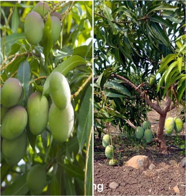 BALA PLANT CREATION Mango Plant(Hybrid, Pack of 1)