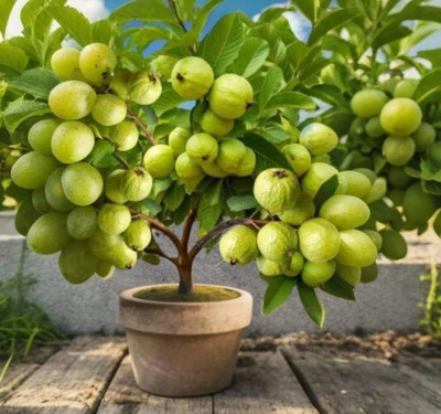 GreenGrowth Guava Plant(Hybrid, Pack of 1)