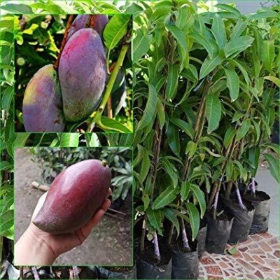 Roy's Fashoin Mango Plant(Pack of 1)