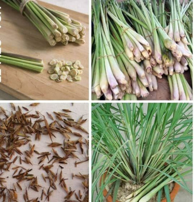 Vinca Art Lemongrass Seed(1 per packet)