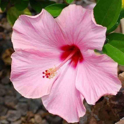 GLOBQRO Hibiscus Plant(Hybrid, Pack of 1)