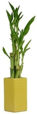 ARYAN EVERGREEN Two Layer Bamboo Plant(Hybrid, Pack of 1)