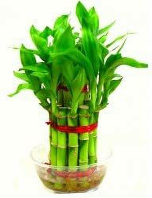 Flora Solutions Two Layer Bamboo Plant(Hybrid, Pack of 1)