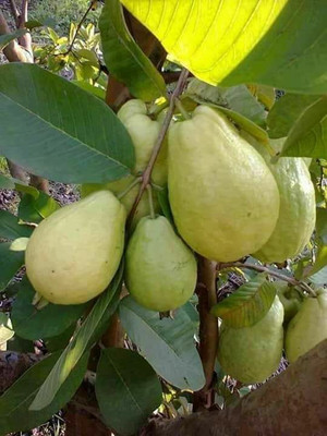 BALUBITA Guava Plant(Hybrid, Pack of 1)