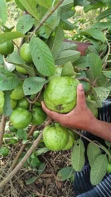 Oxygreenplant Guava Plant(Hybrid, Pack of 1)