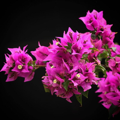 Naturesense Bougainvillea Plant(Pack of 1)